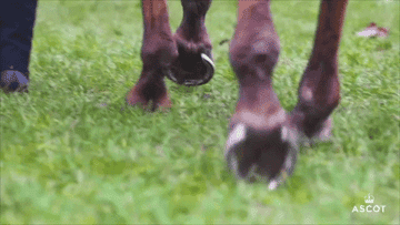 Close-up of a horse&#x27;s hooves as it walks