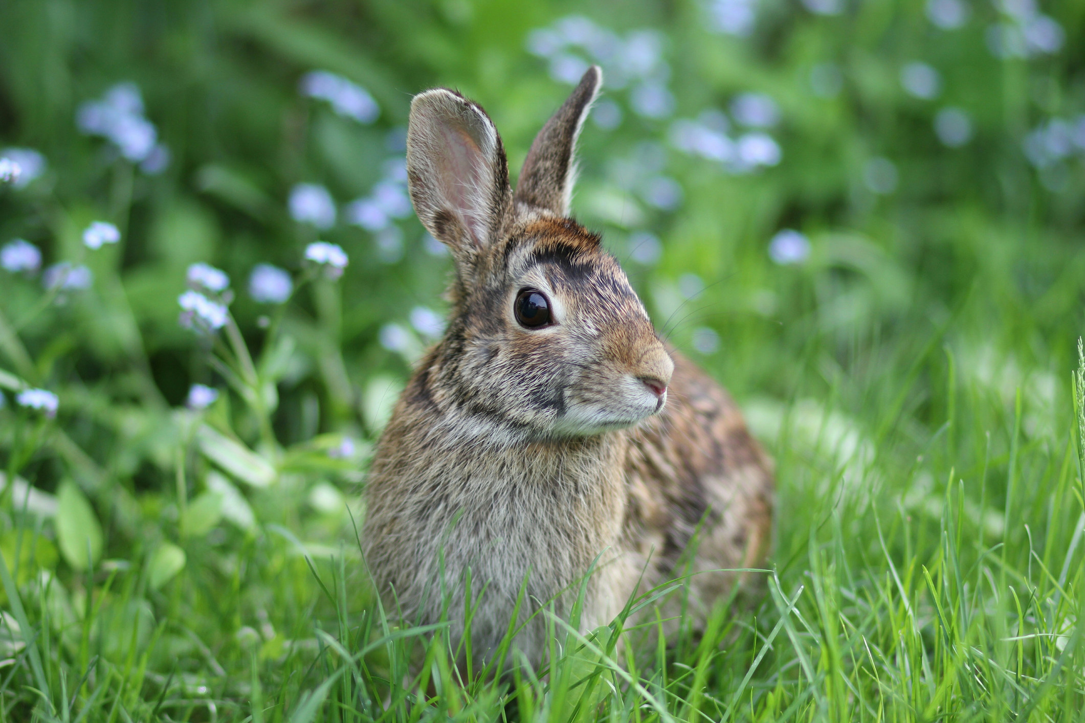 a rabbit in grass