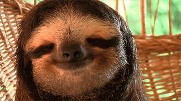 a sloth on a hammock
