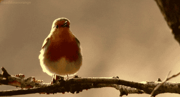 A bird tweeting on a branch