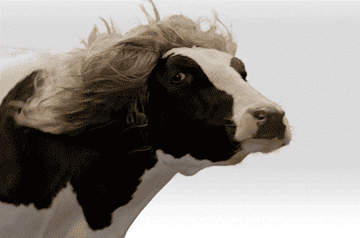 Cow with a blonde wig flowing through the air, gazing mysteriously into the camera