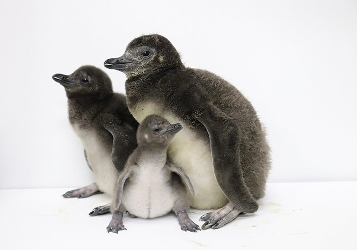 すみだ水族館、赤ちゃんペンギン3羽が仲間入り♡公式Twitterも