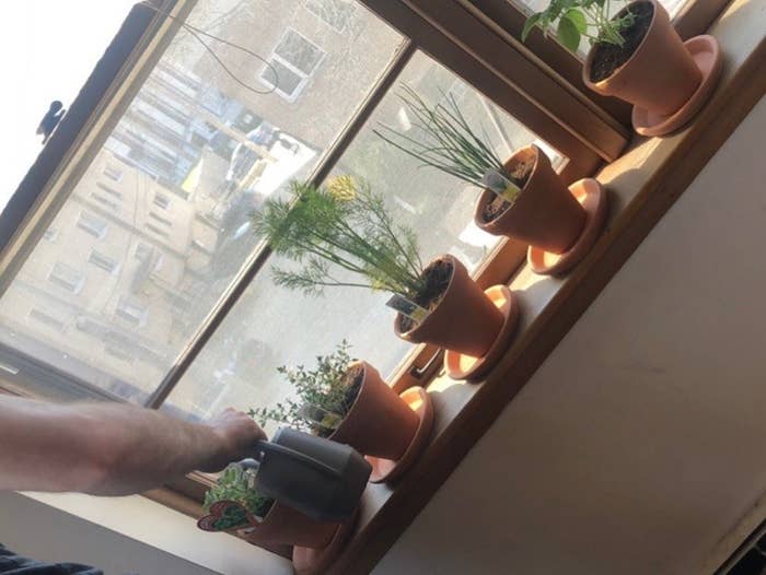 A hand waters multiple plants sitting on a windowsil