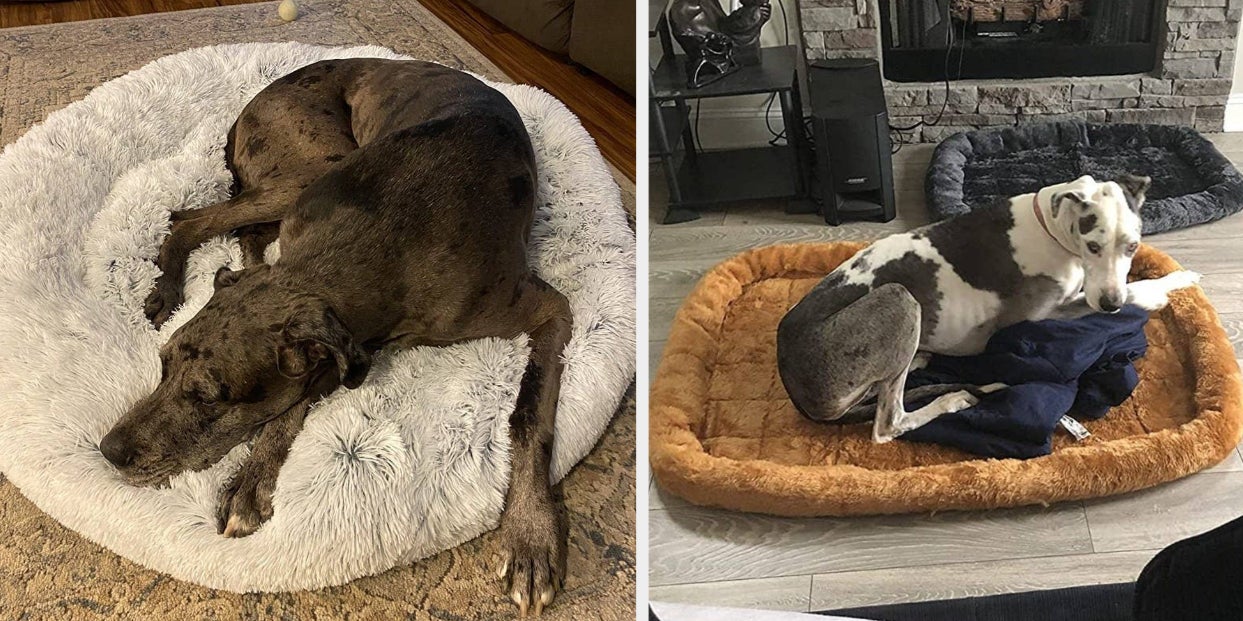 what is the biggest dog bed