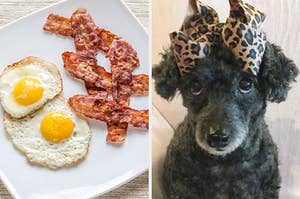 On the left, a plate with bacon and fried eggs on it, and on the right, a fluffy little dog wearing a cheetah print bow on her head