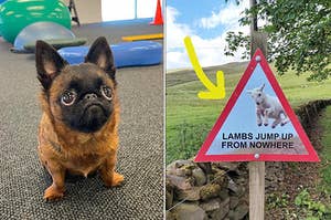 A tiny dog, and a sign about lambs jumping