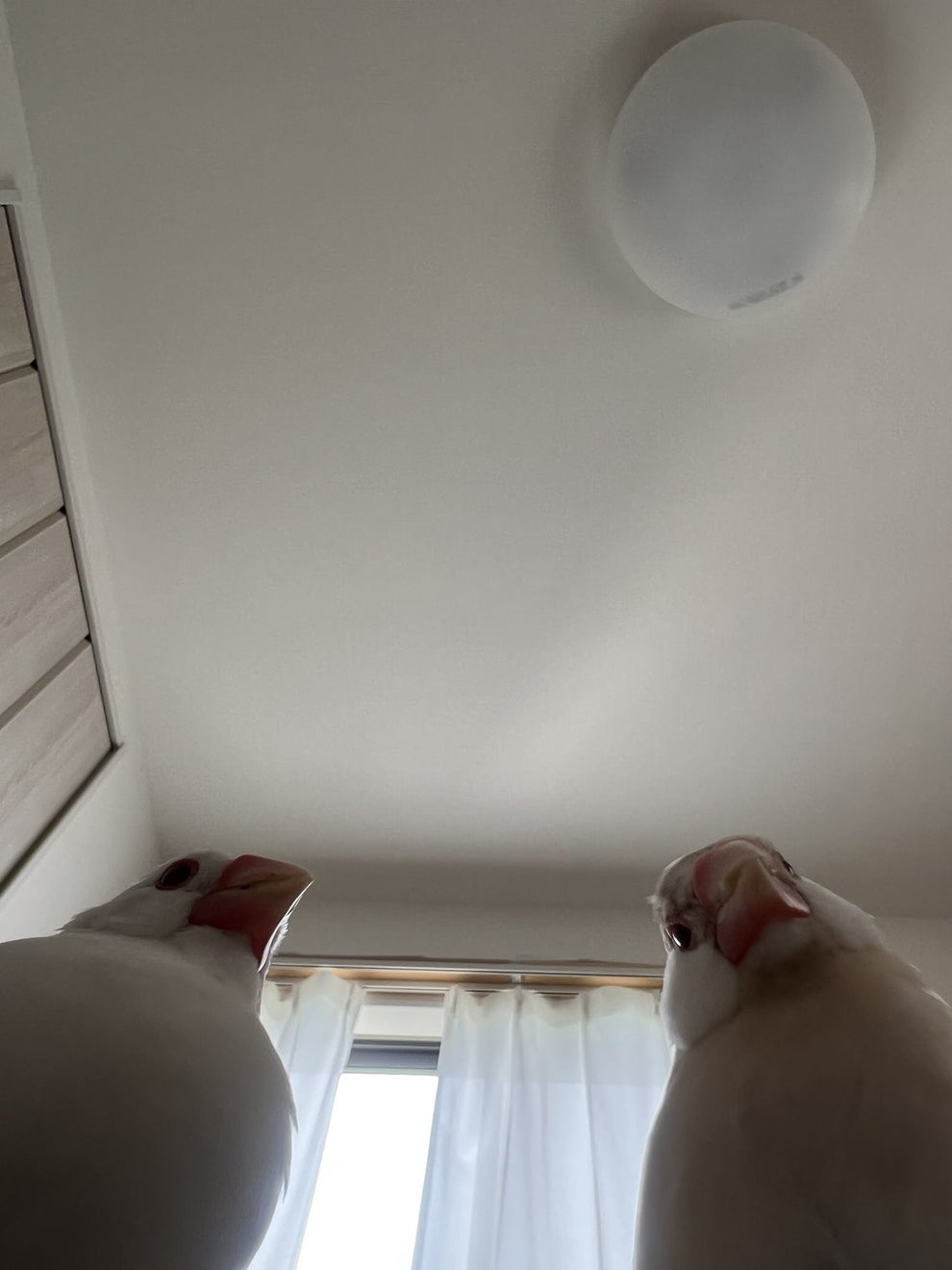 目が覚めたかね 映画の悪役にしか見えない文鳥が話題に