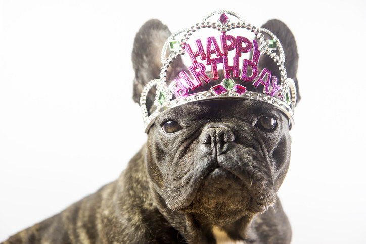 A dog wearing a crown with happy birthday written on it
