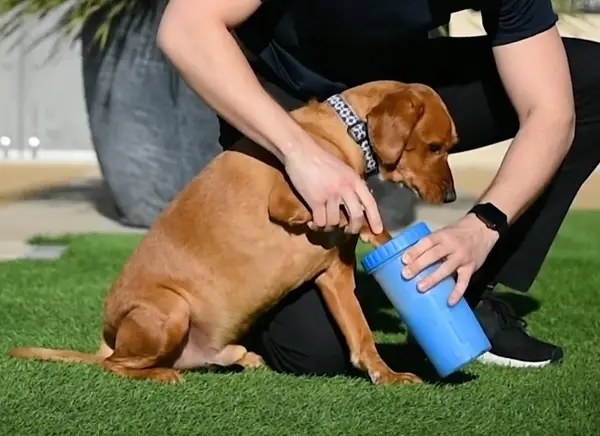 A model using the pet paw cleaner to clean a dog&#x27;s paws