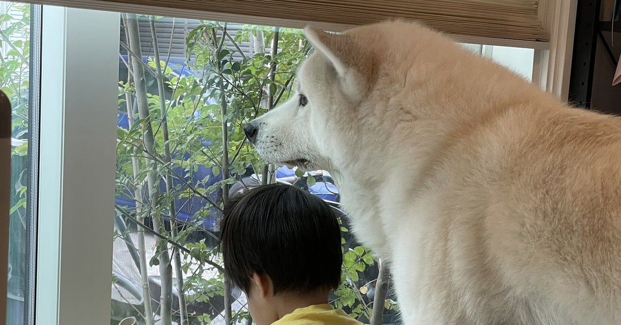 もうすぐポテトがくるよー と母が声をかけて振り向いた先には 仲睦まじい姿がありました もうすぐポテトがくるよー と母が声をかけて振り向いた先には 仲睦まじい姿がありました