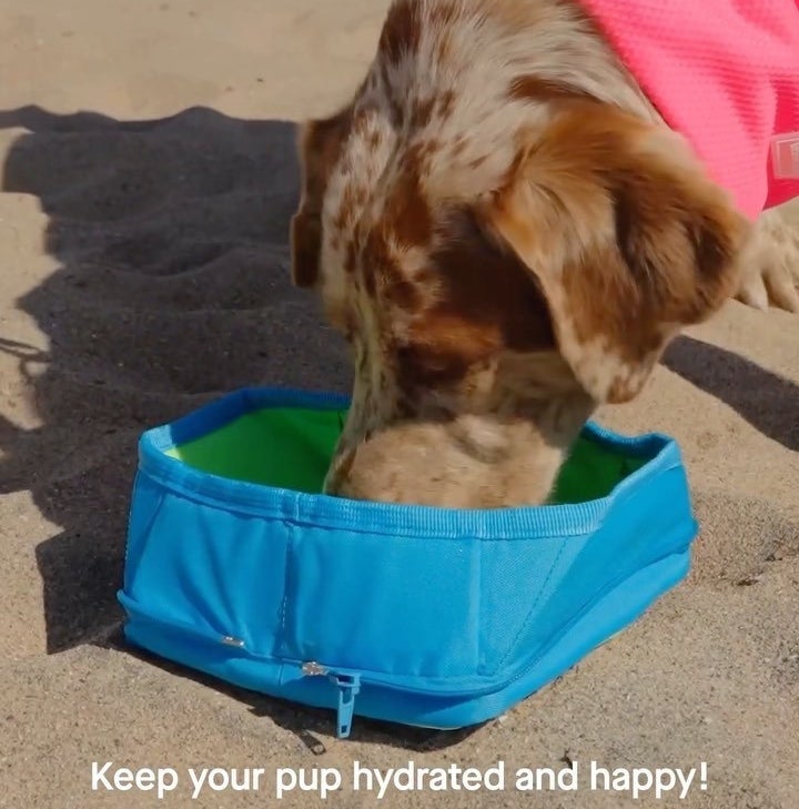 a dog drinking out of the pop-up water bowl