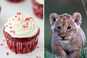 cupcake and lion