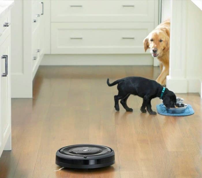 Roomba cleaning floor with two dogs behind it