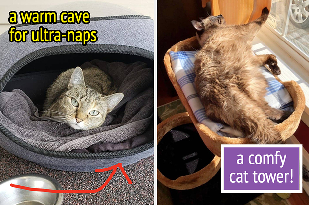 A split thumbnail of two cats