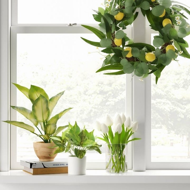 the plant on a counter with other plants