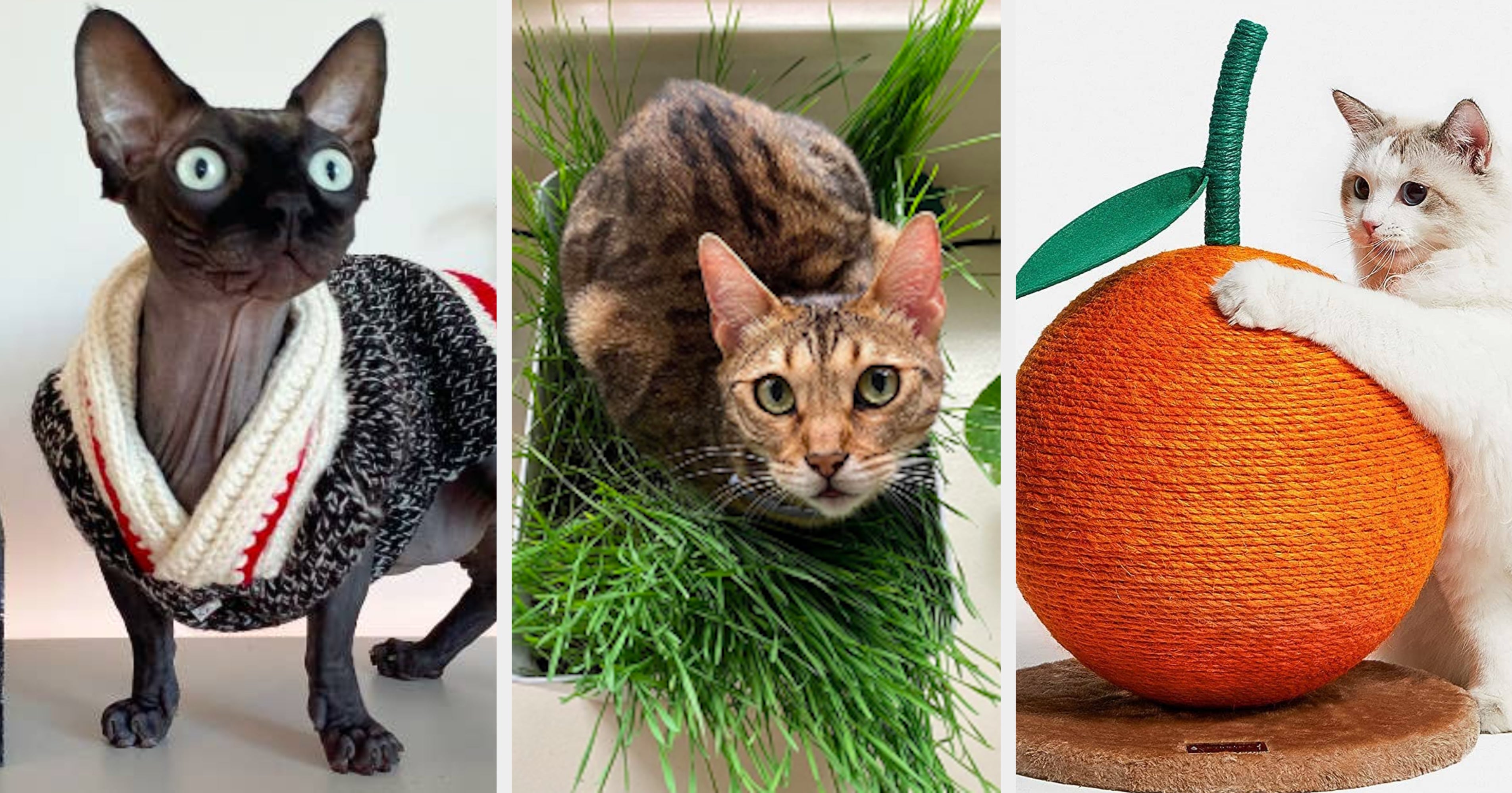 49 Things From  For Your Cat