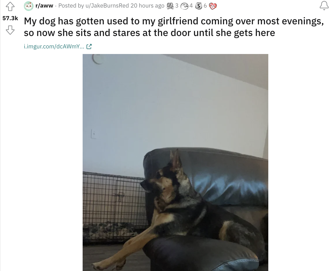 German shepherd sitting on a couch and looking straight ahead, with text: &quot;My dog has gotten used to my girlfriend coming over most evenings, so now she sits and stares at the door until she gets here&quot;