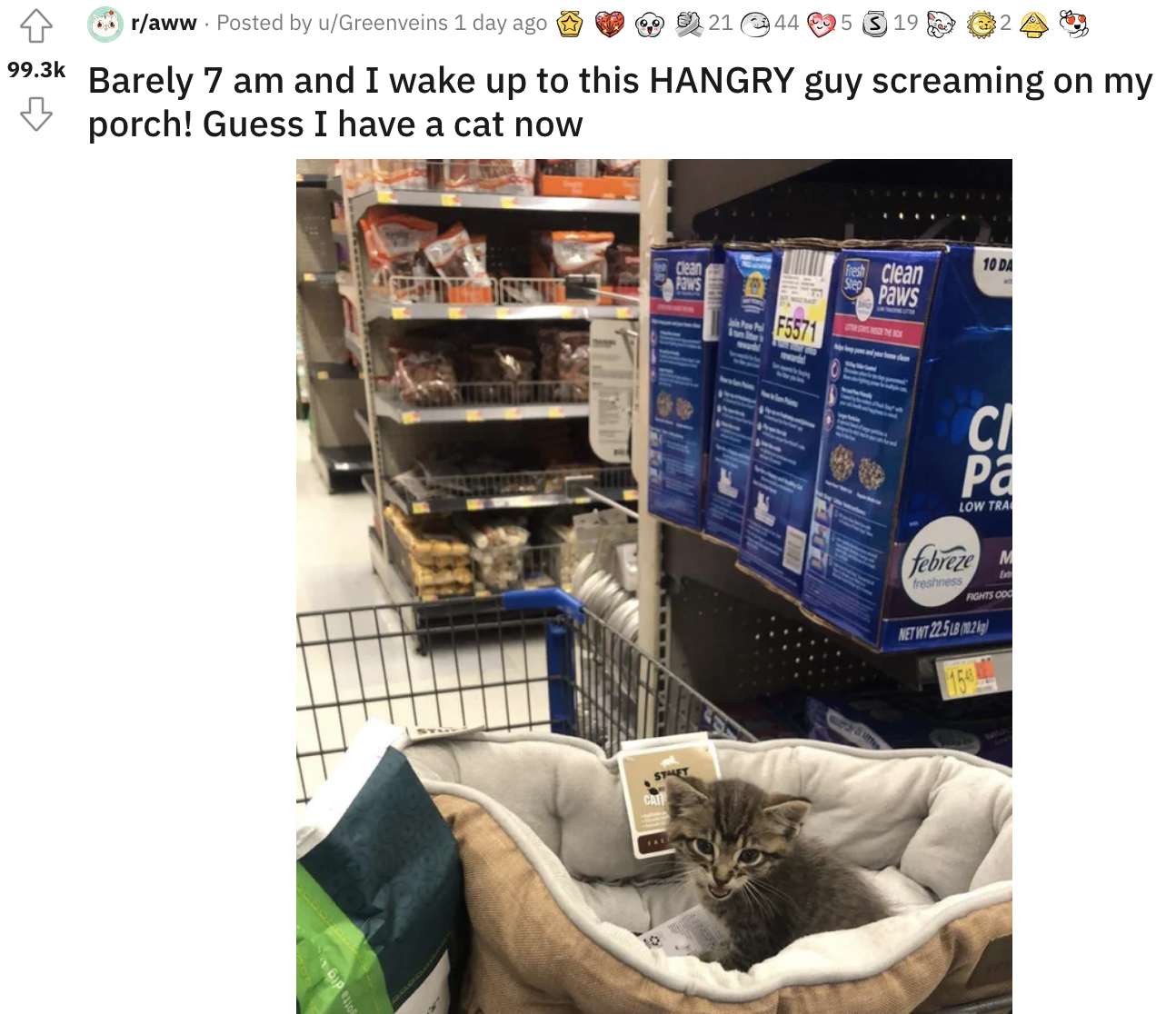 A kitten that turned up on their doorstep is sitting in a kitty couch in a shopping cart at the store