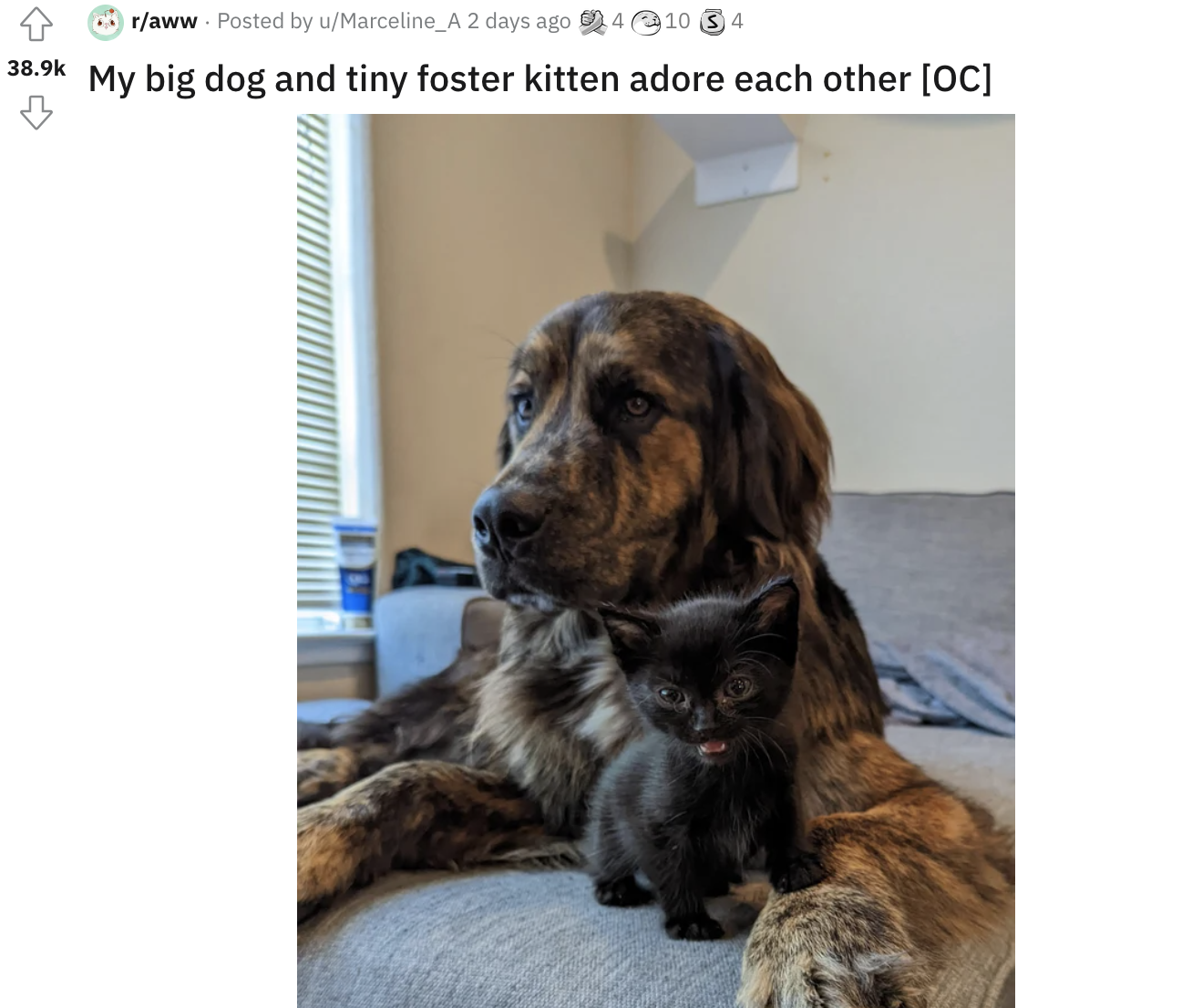 Big dog and tiny kitten sitting together, with text: My big dog and tiny foster kitten adore each other