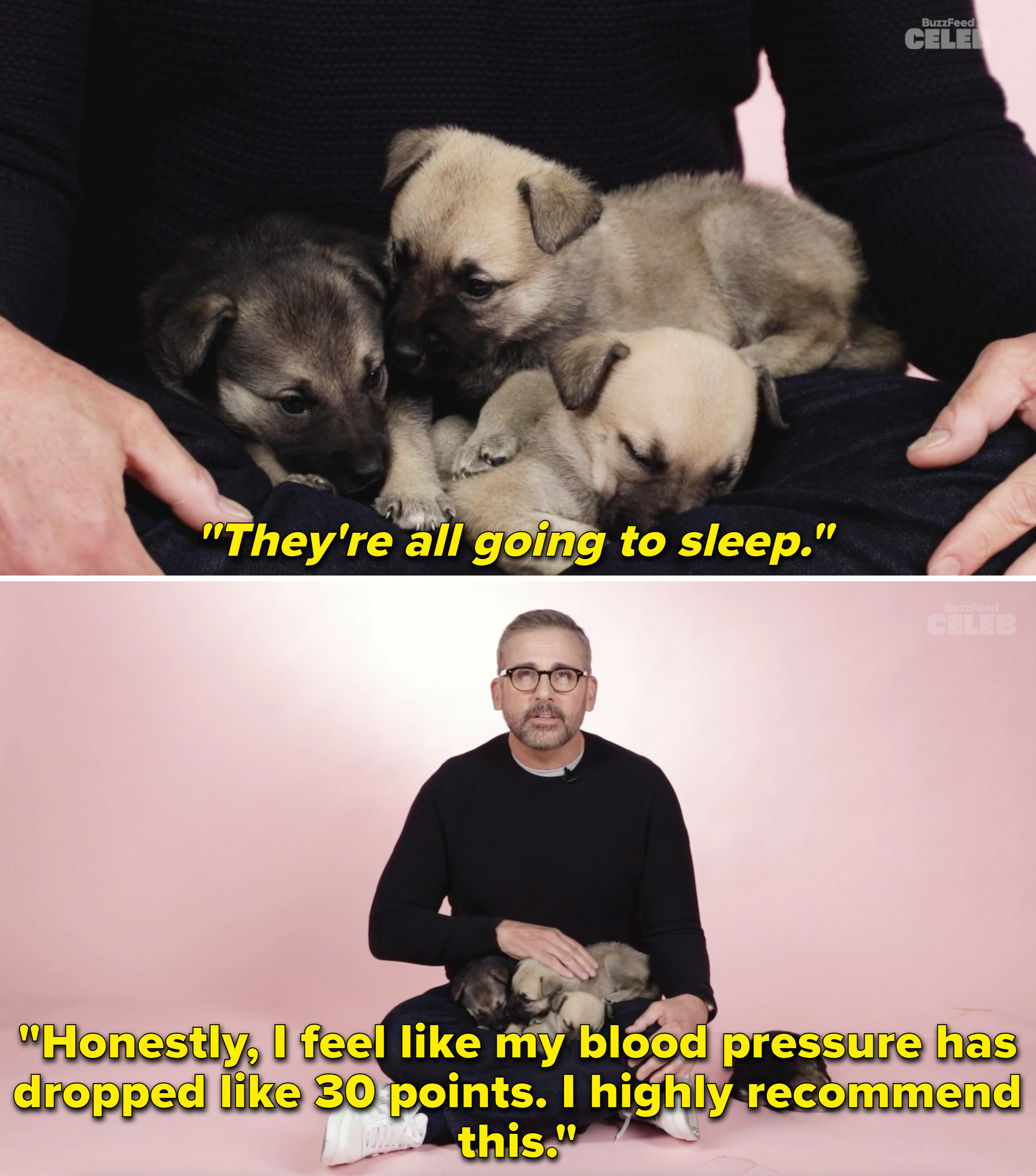 The puppies falling asleep in Steve&#x27;s lap