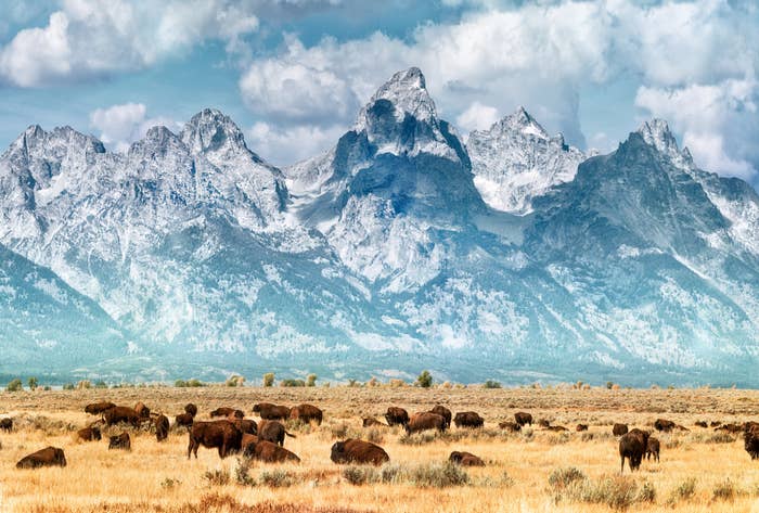 Bison in front of a mountain.