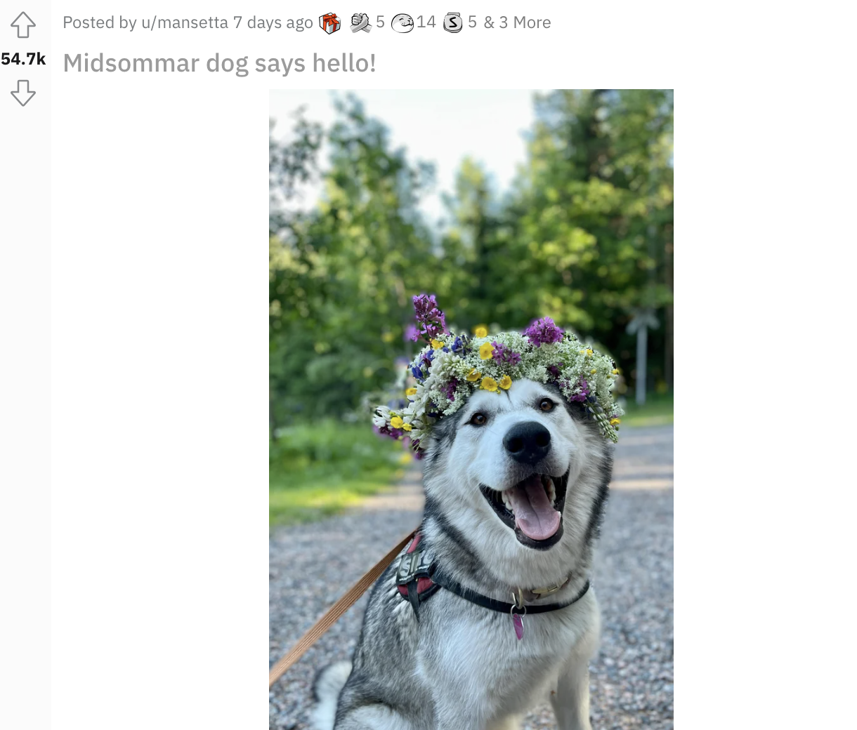 a husky with a flower crown
