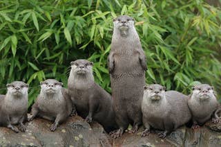 a row of otters in front of some plants