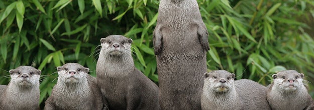 a row of otters in front of some plants