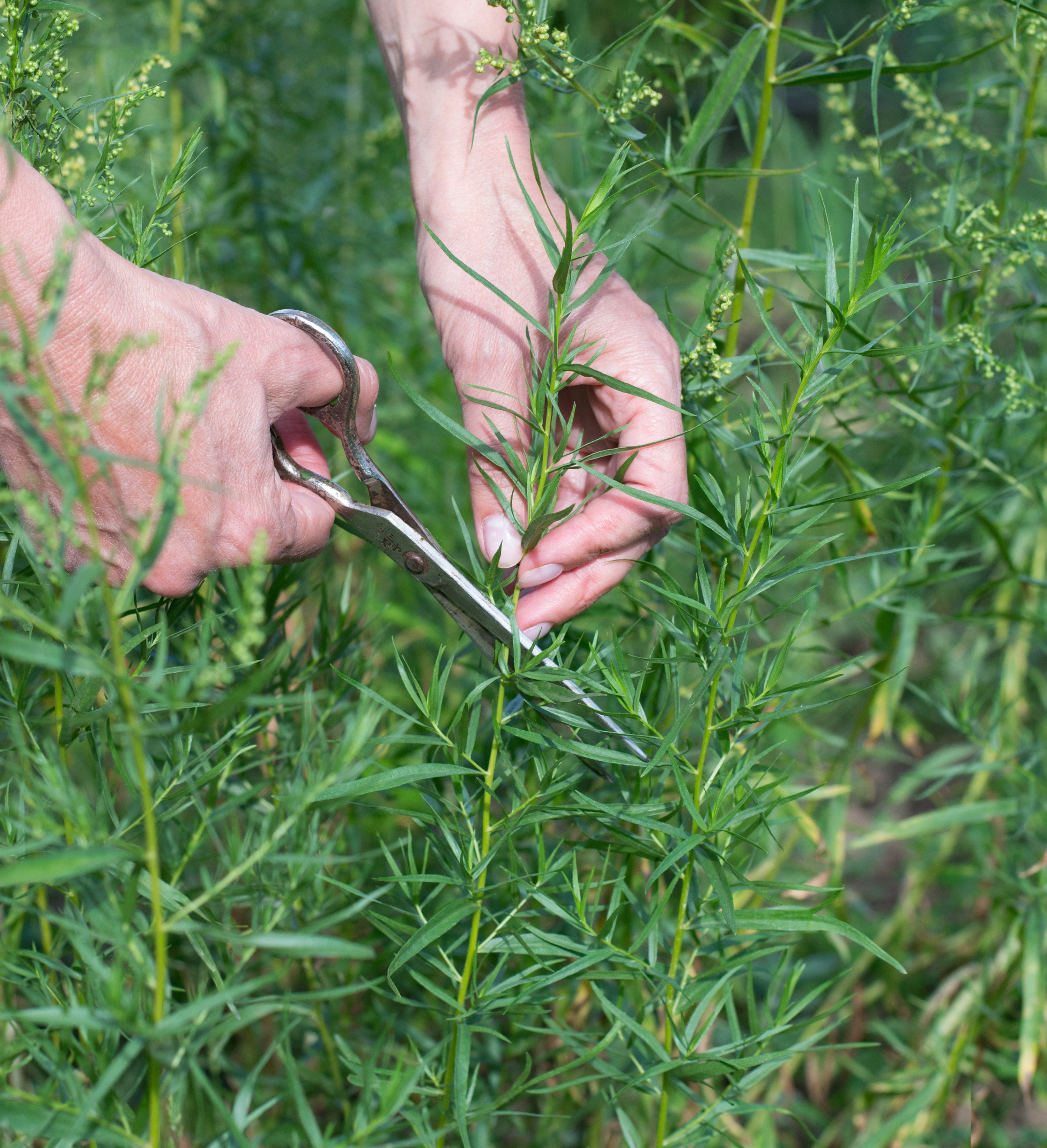 a person cutting a tarragon plant