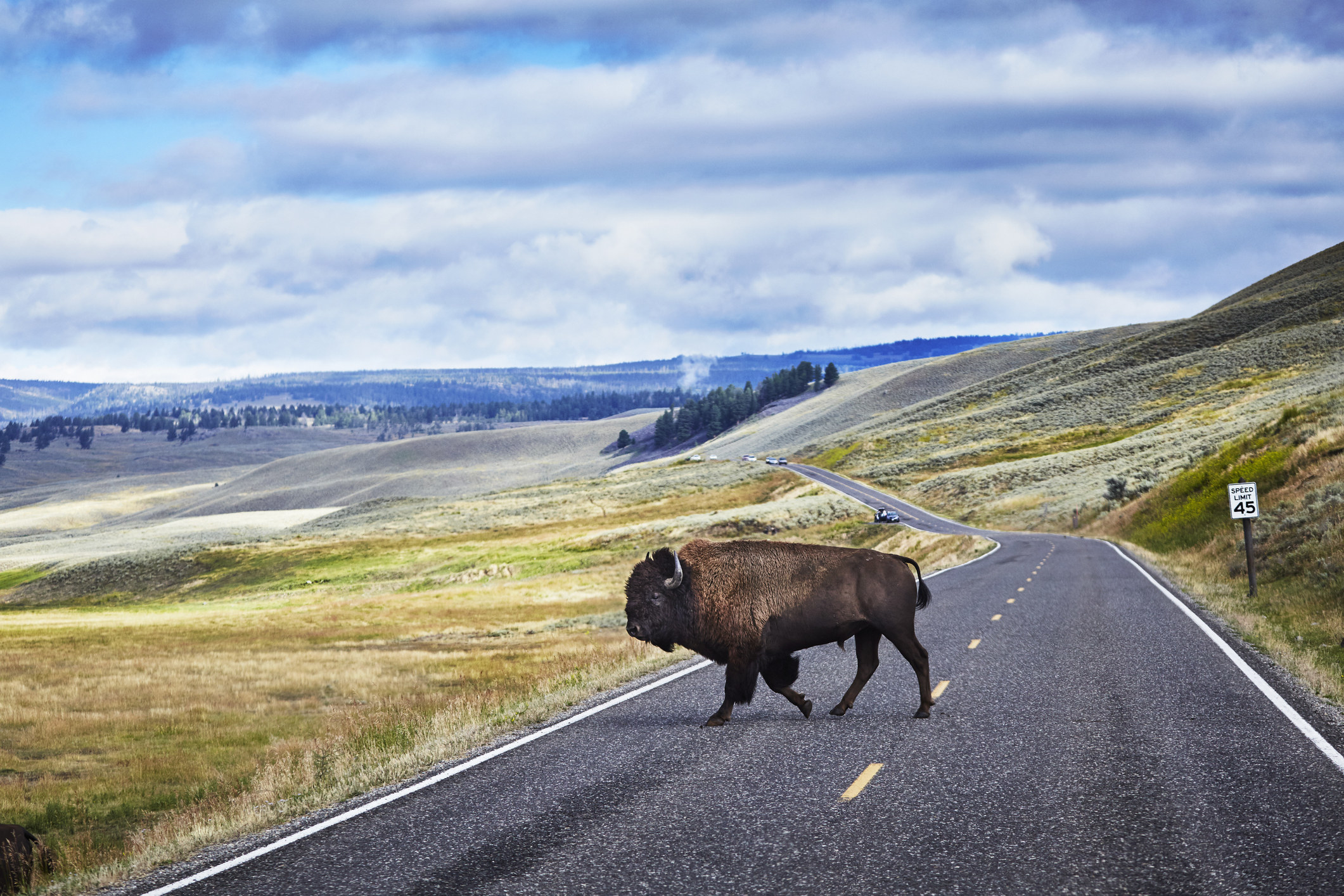 野牛穿过黄石国家公园的道路。