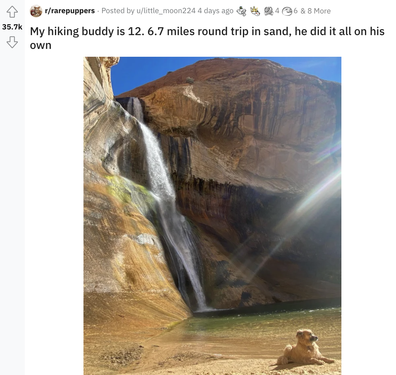 a dog laying down by a waterfall