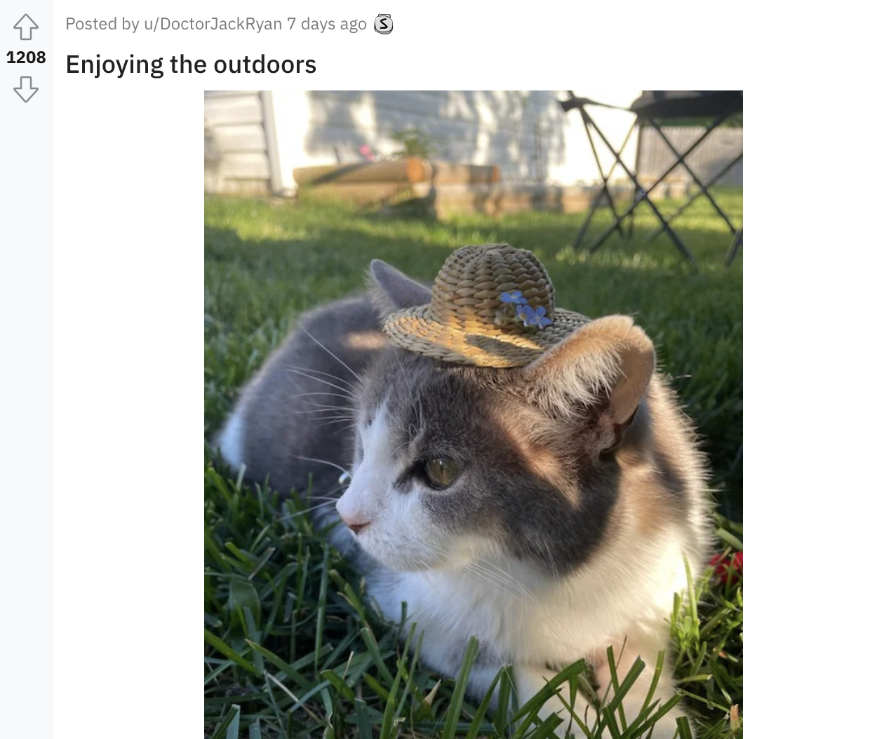 a tiny straw hat on a cat