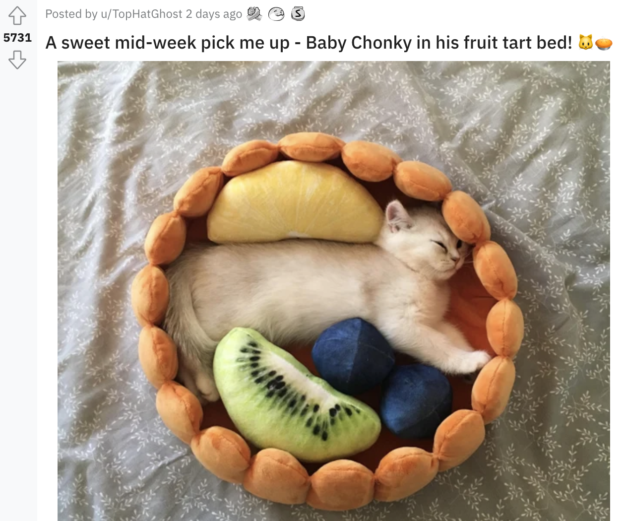 cat laying in a bed with plush toys shaped as fruit