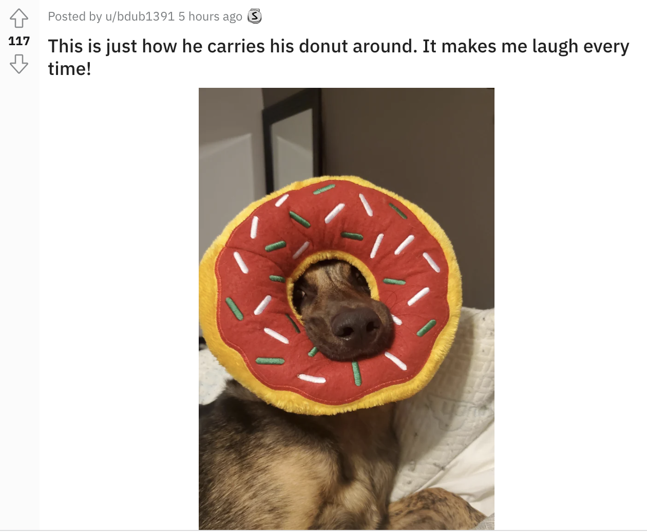 a dog with a large plush donut toy around his head