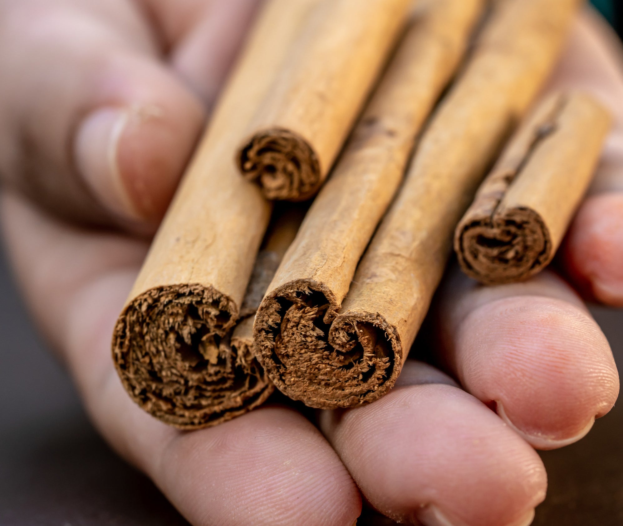 a hand holding cinnamon sticks