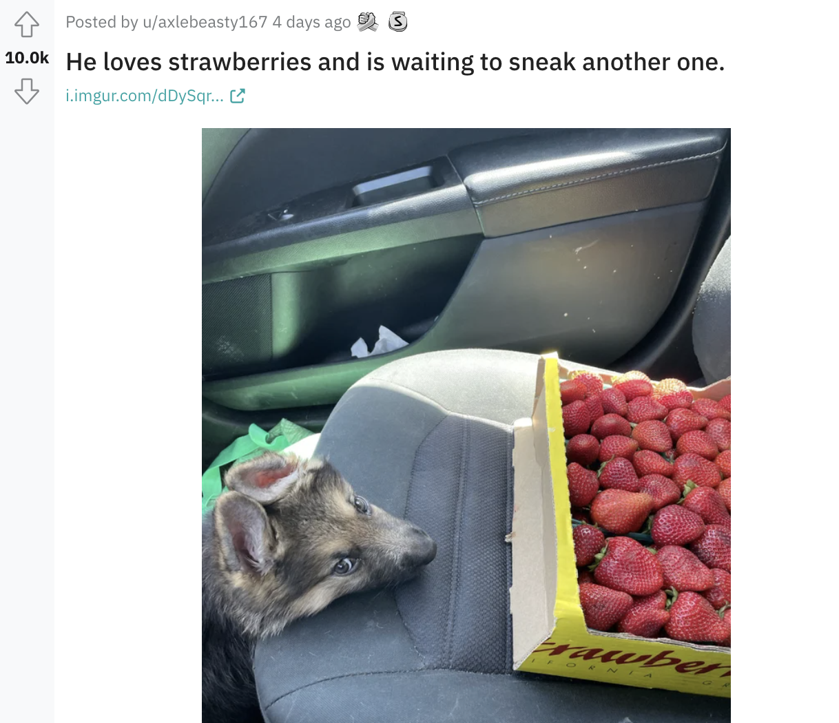 dog resting its chin by a box full of strawberries
