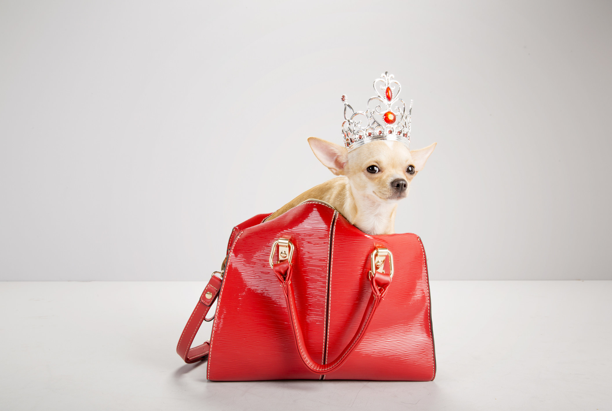 A Chihuahua wearing a crown sits in a red handbag