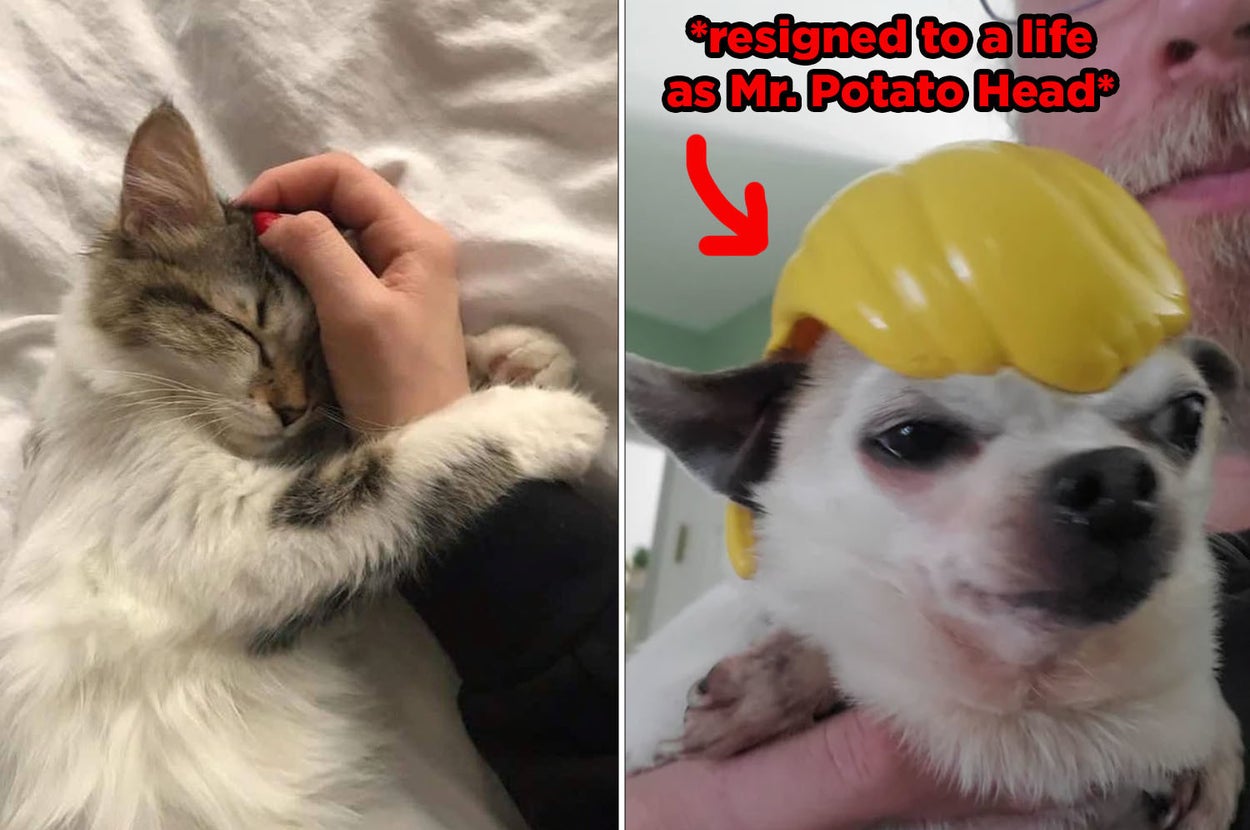 A cat holding onto its owner's hand, and a chihuahua in a Mr. Potato Head hair hat
