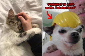 A cat holding onto its owner's hand, and a chihuahua in a Mr. Potato Head hair hat
