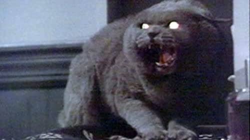 The cat from "Per Sematary" looking scary