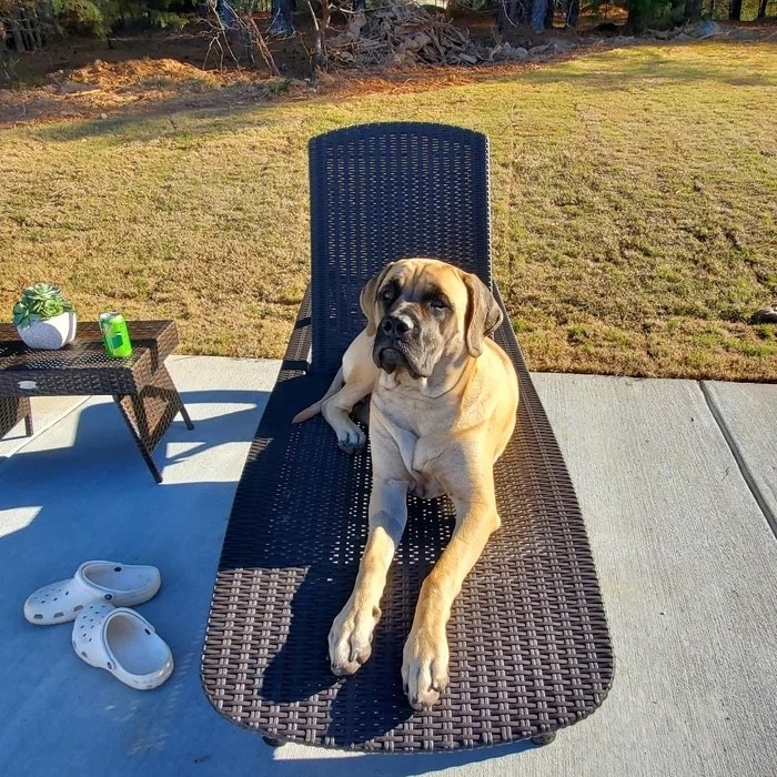 A reviewer&#x27;s light brown dog on a brown lounge chair