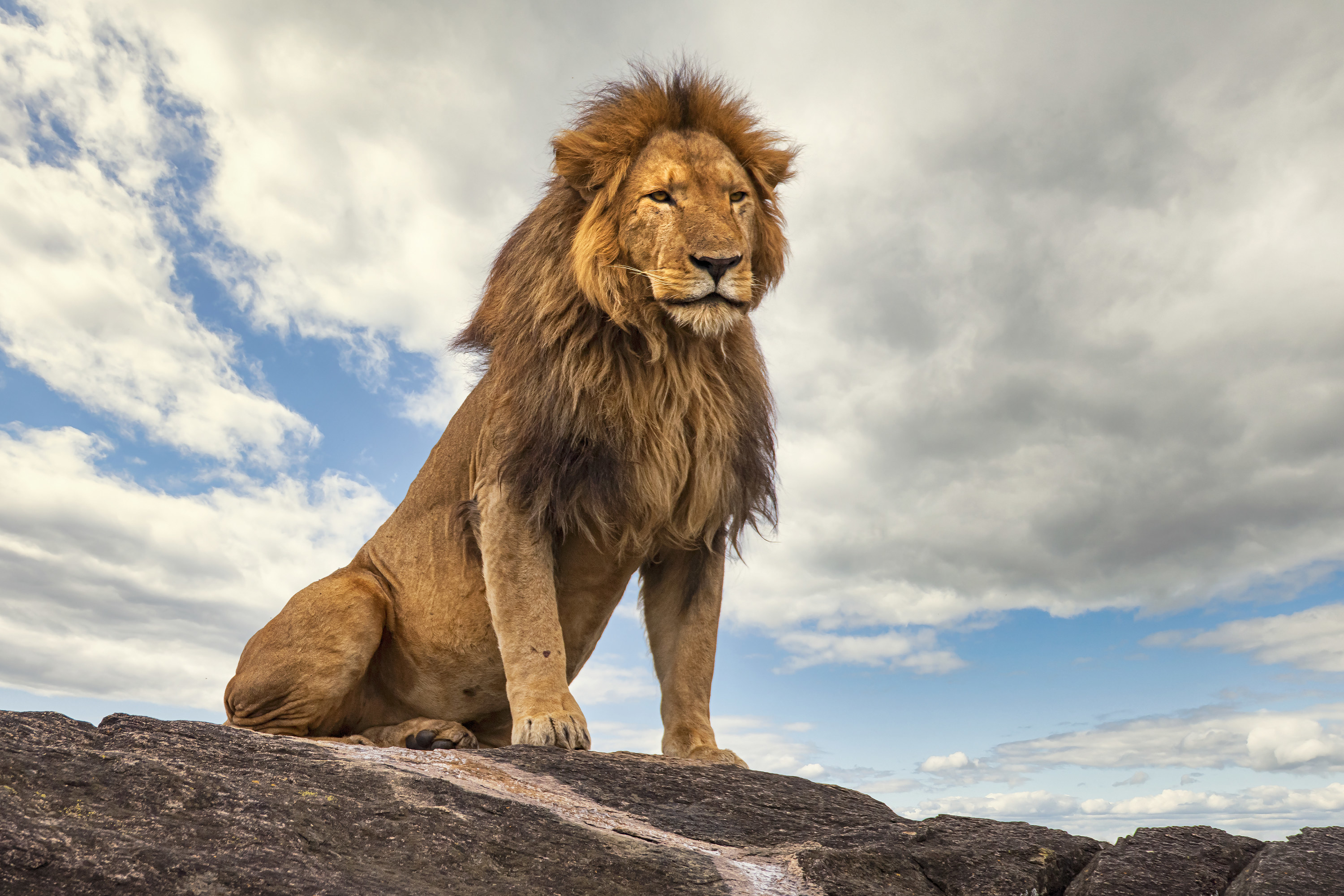 A male lion on top of a mountain looking down