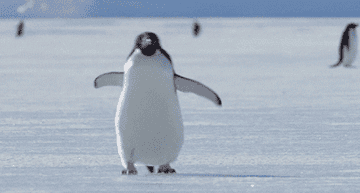 A penguin waddling