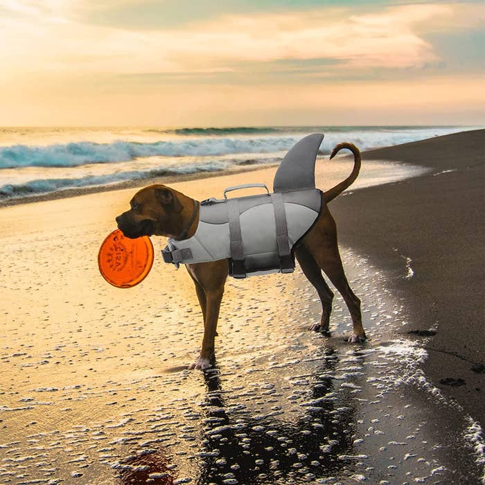 a dog wearing a shark life jacket on a beach