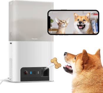 a product photo of a dog being fed by the feeder and what they look like when monitoring them on a phone from the app