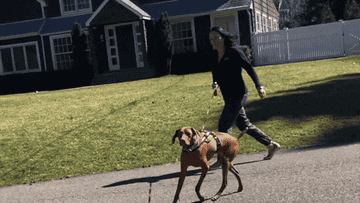 woman walking a dog