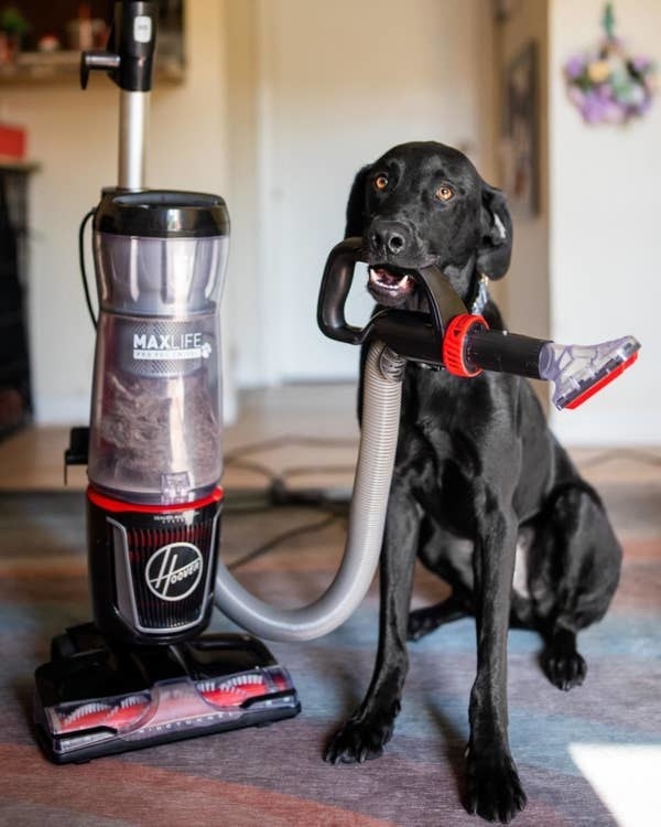 Reviewer&#x27;s dog next to the vacuum full of pet hair