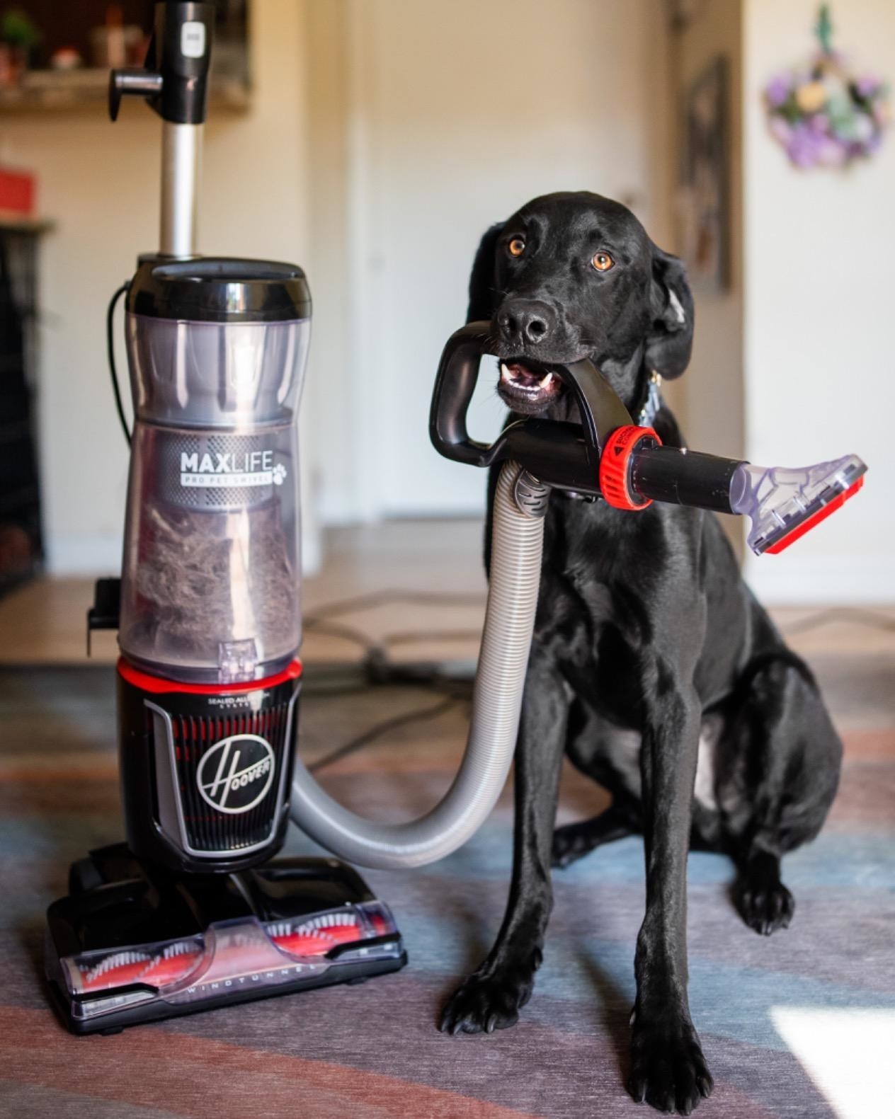 reviewer image of a black lab holding the extendable arm of the hoover vacuum in its mouth