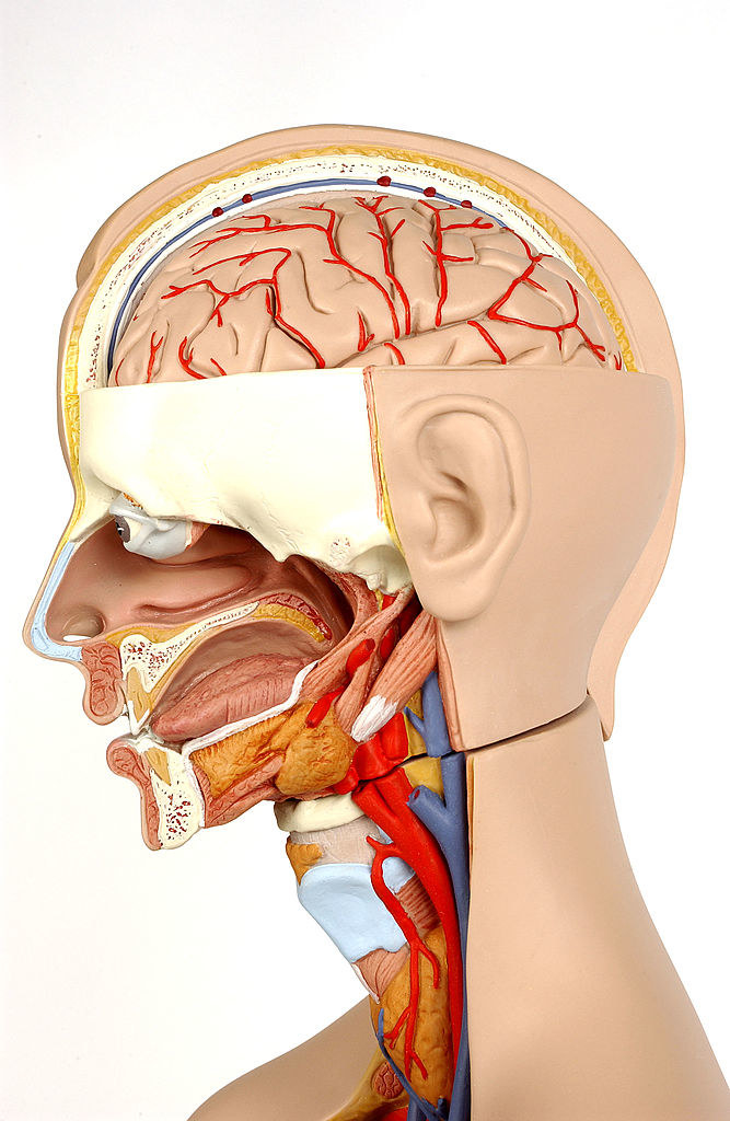 graphic of the human neck and head