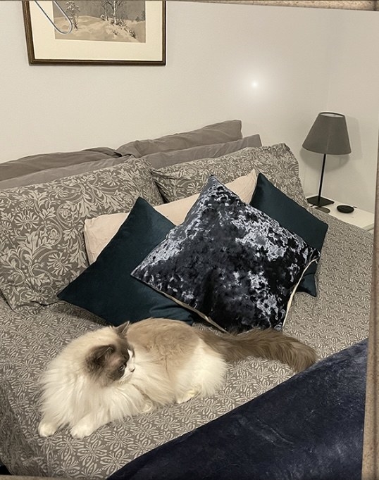 Pillows and a cat on the bed